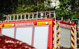 Criança de 6 anos é picada em SC por cobra mais venenosa do país