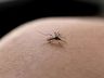 Nova vacina contra todos os sorotipos de dengue chega ao Brasil