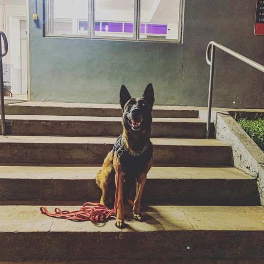 Guarda Municipal captura foragidos do CASE em Chapecó