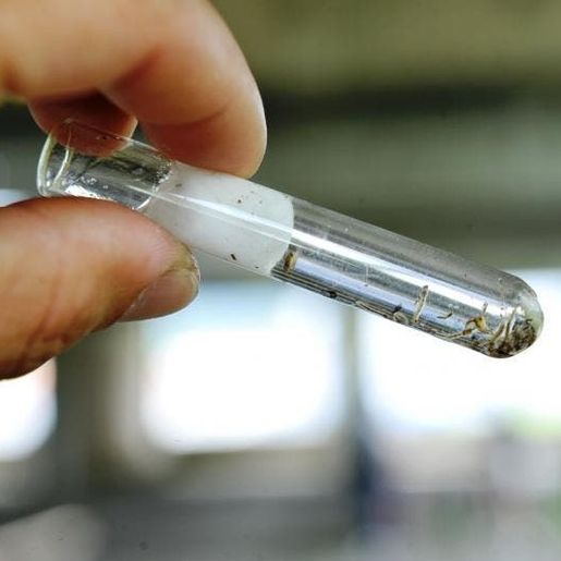 São Miguel do Oeste registra aumento nos focos de dengue 