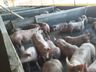 Alto custo de produção preocupa suinocultor de São José do Cedro