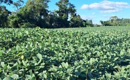 Chuva alivia estiagem no Extremo Oeste, mas prejuízos nas lavouras ainda preocupam produtores