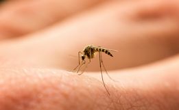 Extremo Oeste termina o ano com quase 9 mil casos de dengue 