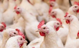 Primeiro foco de gripe aviária em granja comercial é confirmado no Brasil