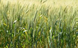 Governo estadual cria incentivo para cultivo de culturas de inverno