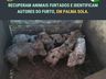 Polícias de Palma Sola recuperam animais furtados e identificam os autores