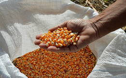 Epagri anuncia auxílio especial em sementes de milho em Itapiranga