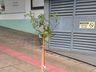 Voluntários plantam árvores em São Miguel do Oeste