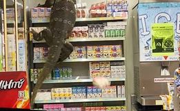 VÍDEO: lagarto gigante invade supermercado e escala prateleiras