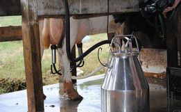 Sindileite confirma queda de até 40 centavos pagos ao produtor