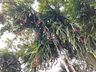 Produtor de pitayas de São José do Cedro comemora safra