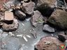 PMA constata poluição e mortandade de peixes em rio de Itapiranga