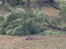Chuva acompanhada de vento derruba árvores
