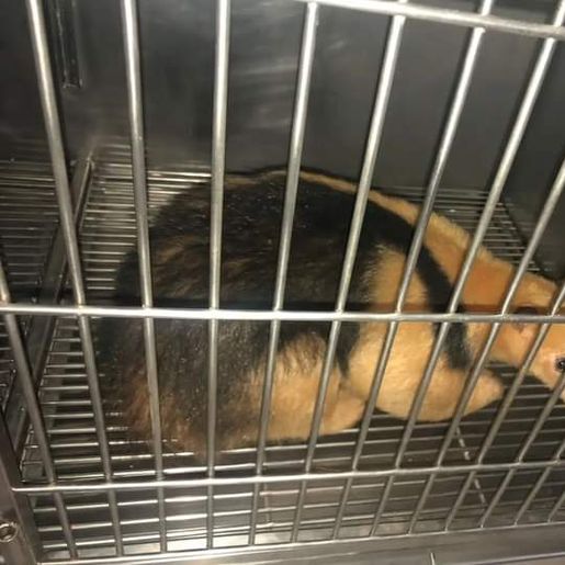 Polícia Ambiental captura animal silvestre que teria sido atacado por cães