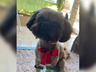 Cachorro é furtado e pintado com tinta de cabelo como disfarce 