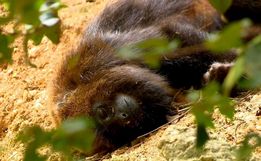 Dive-SC confirma primeiro caso de febre amarela em macaco em 2020