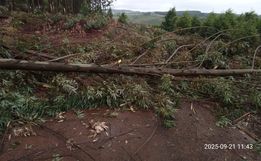 Temporal provoca quedas de árvores em Palma Sola 