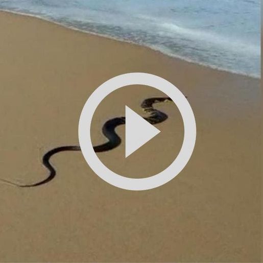 Cobra é encontrada no mar em praia de São Francisco do Sul; veja vídeo