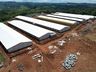 OUÇA: Nova granja de matrizes da Cooper A1 será inaugurada nesta sexta-feira
