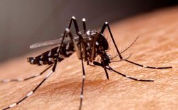 SC aguarda resposta do Ministério da Saúde para ampliar a vacinação da dengue