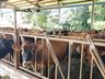 Desafio entre agricultores nas redes sociais incentiva consumo do leite e valorização da atividade