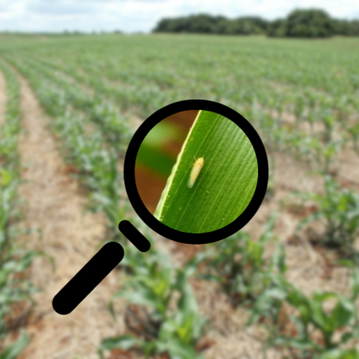 Fase crítica da cigarrinha já passou e traz alívio a agricultores do Extremo Oeste