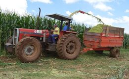 Região Extremo-Oeste registra queda na produção de milho para silagem