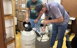 Iporã do Oeste amplia regulariza estoque de sêmen bovino