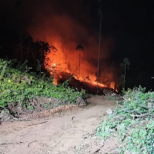 Incêndio florestal mobiliza bombeiros por quatro horas