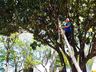 Decoração de natal começa a ser instalada em São José do Cedro