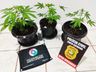 Operação conjunta apreende pés de maconha em residência de Santa Helena
