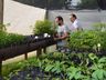 Viveiro de plantas de Guaraciaba tem produzido de 10 a 12 mil mudas por ano
