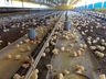 Em meio à pandemia, produtores aproveitam bom momento da avicultura e planejam novos investimentos
