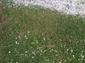 VÍDEO: chuva de granizo é registrado no interior de Palma Sola