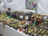 Confira fotos da 13ª Expo Anchieta e 7ª Festa Nacional das Sementes Crioulas
