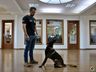 Polícia Civil de São Miguel do Oeste adquire novo cão para o NOC