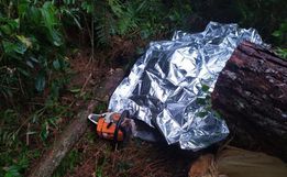 Homem morre ao ser atingido por árvore durante trabalho