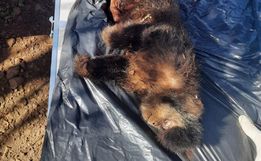 Segundo macaco é encontrado morto em Itapiranga em menos de 15 dias