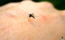 Menina de 11 anos morre vítima de dengue hemorrágica