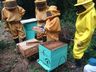 Encontro aborda o melhoramento genético de abelhas em Iporã do Oeste