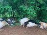 Raio provoca morte de sete vacas e causa prejuízo de R$ 70 mil em São José do Cedro