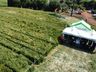 Epagri realiza Dia de Campo para apresentação da cultura de inverno
