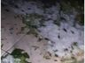 Temporal causa grandes prejuízos no interior de Itapiranga