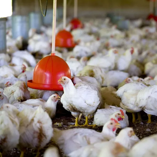 AVIEOSC cobra incentivos do Governo do Estado