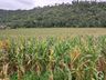 Excesso de chuva gera preocupação com a colheita do milho destinado para silagem