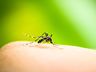 São Miguel do Oeste contabiliza quase 90 focos de Dengue