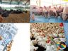 Itapiranga é destaque no movimento agropecuário