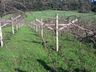 Inverno com pouca incidência de frio prejudica a produção de frutas