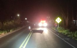Homem morre atropelado por caminhão em rodovia no Oeste de SC
