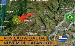 Nuvem de gafanhotos permanece na Argentina e se afasta da fronteira com o Brasil